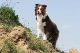 BORDER COLLIE 548